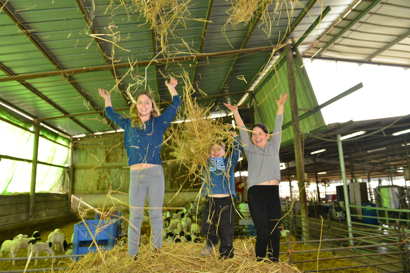 מעז יצא מתוק